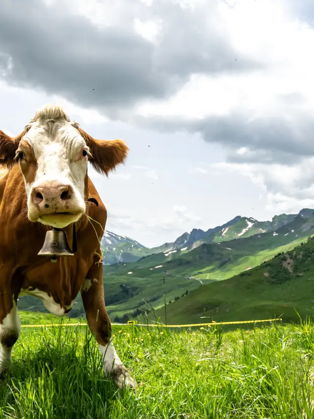 Kenopassport24 00335