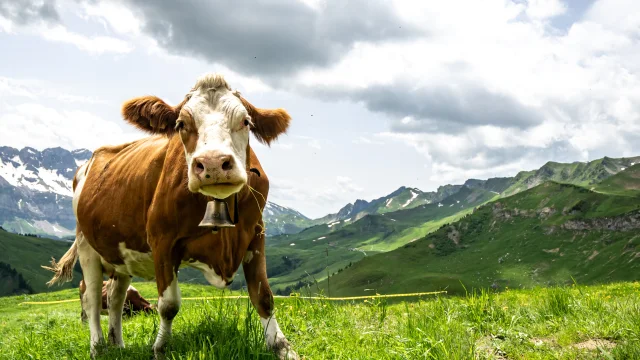 Kenopassport24 00335