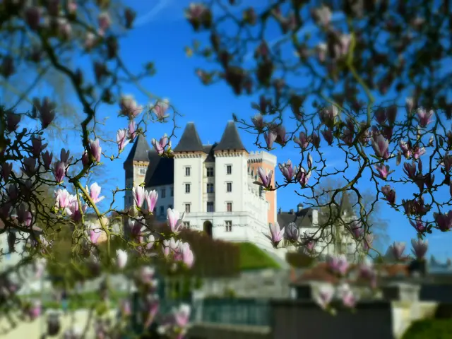 Magnolias et château de Pau