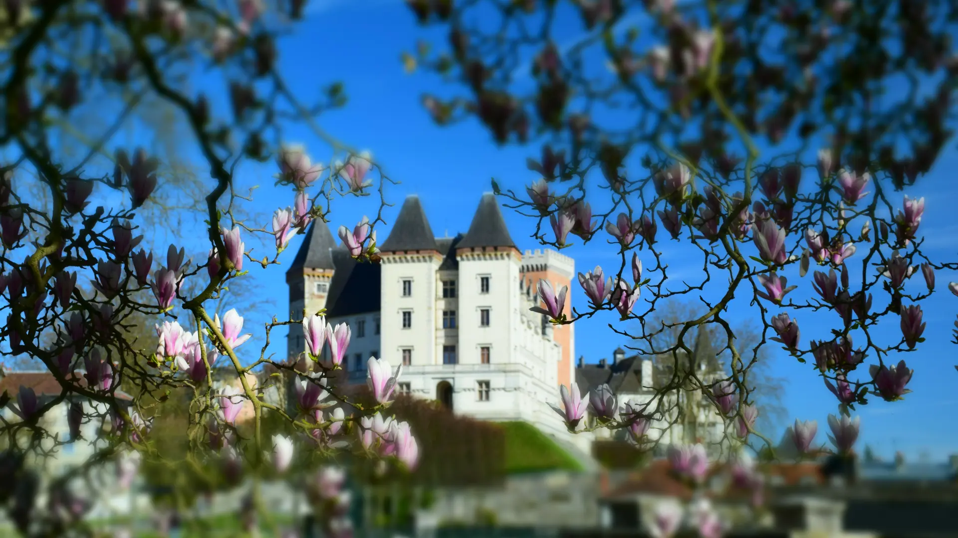 Magnolias et château de Pau