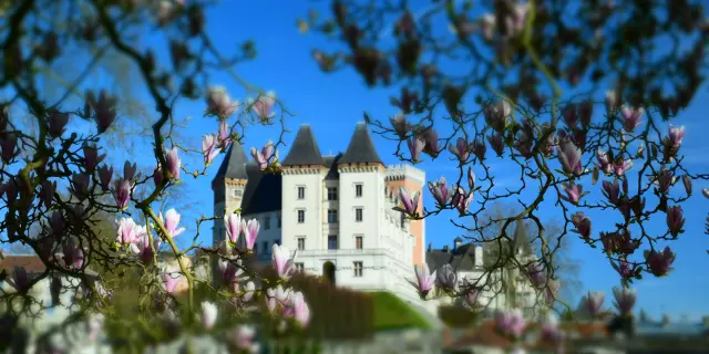 Magnolias et château de Pau