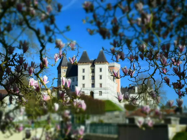 Magnolias et château de Pau