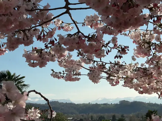 Jardin Kofu - Pau - Japanese cherry trees