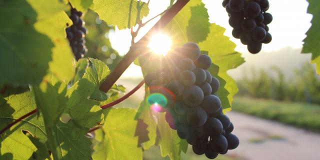 Route des vins de Moselle