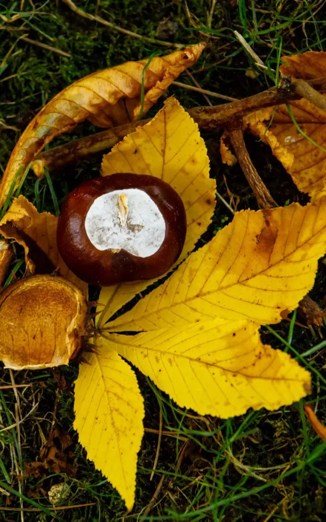Balade en forêt au Pays Thionvillois