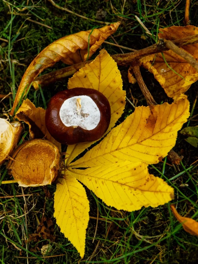 Balade en forêt au Pays Thionvillois