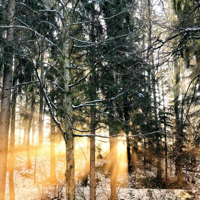 Bain de forêt