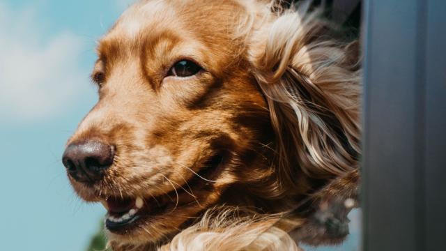 Voyager avec son chien au Pays Thionvillois