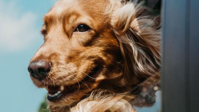 Voyager avec son chien au Pays Thionvillois