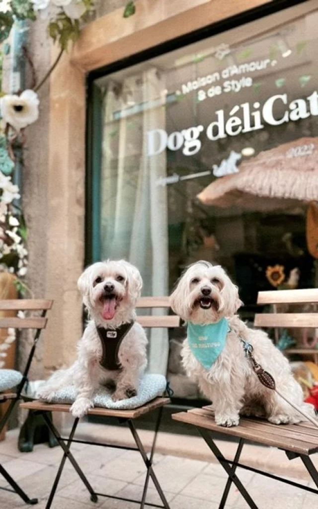Dogdelicat Terrasse