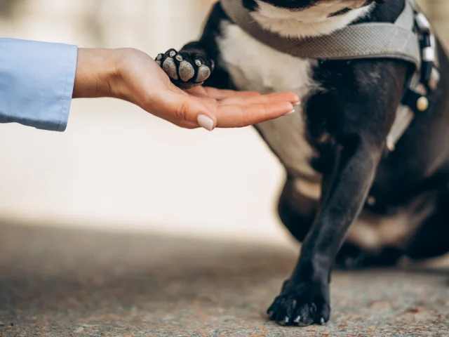 Sol brûlants pour les chiens en été