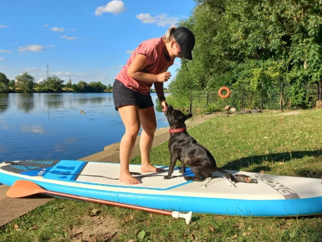 Cani paddle sur la Moselle