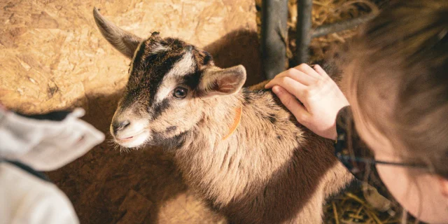 Kleine bruine geit, net een paar weken oud, wordt geaaid door kinderen.