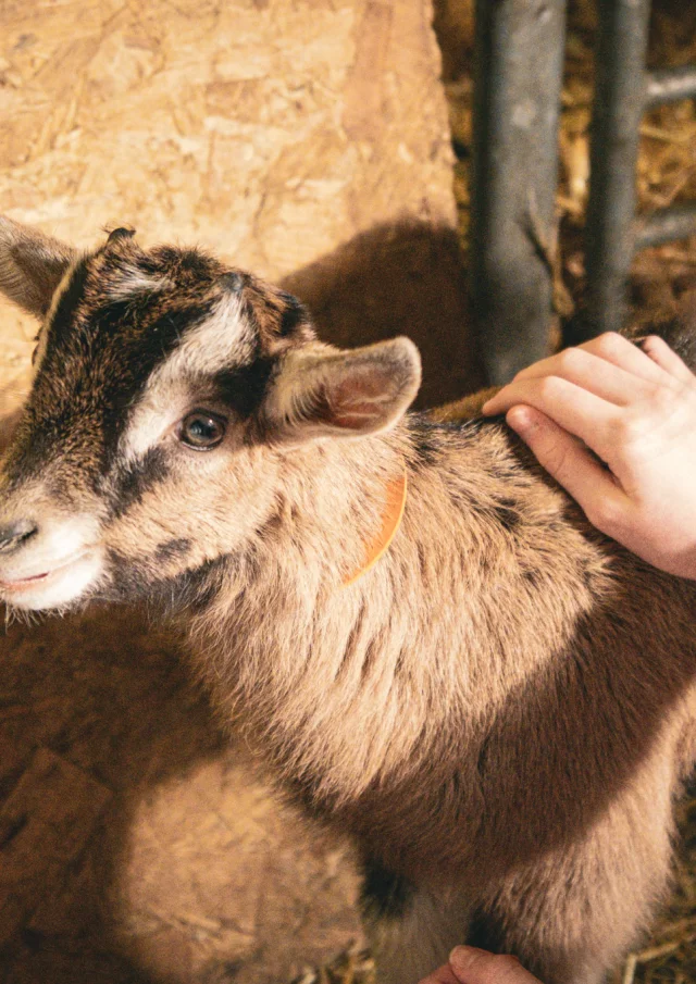 Kleine bruine geit, net een paar weken oud, wordt geaaid door kinderen.