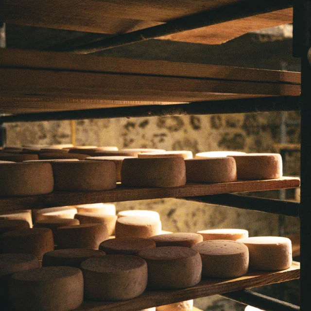 Fromage en maturation sur des étagères dans une cave.