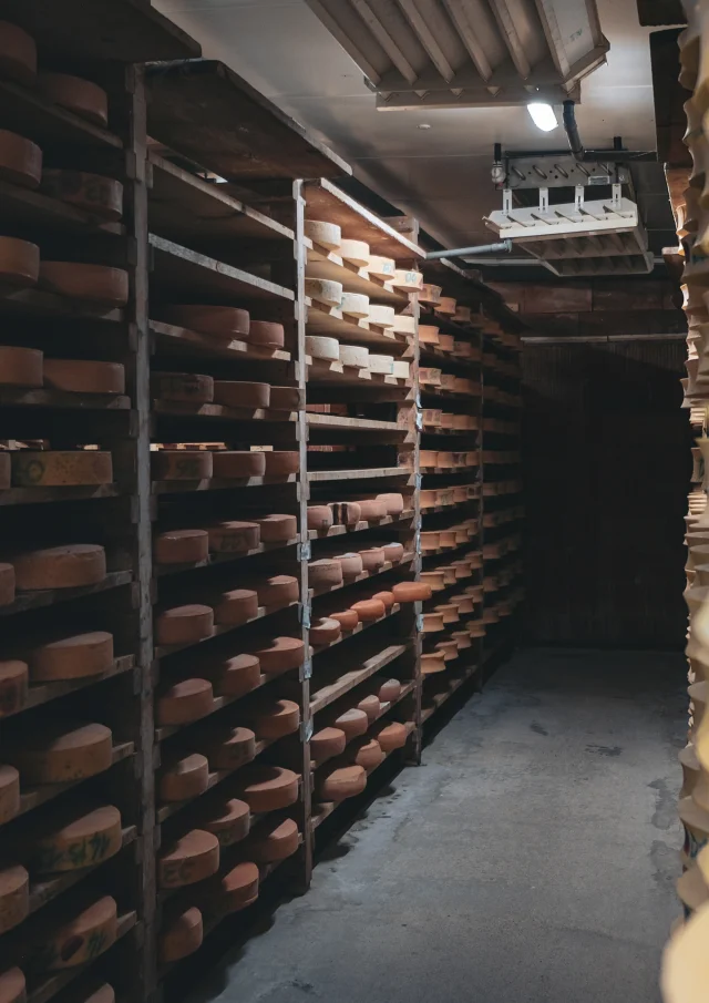 Des fromages d'Abondance sont en maturation sur des étagères en bois dans une cave.