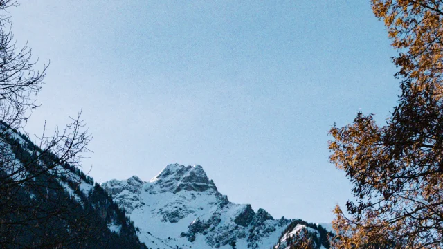 Montagne enneigée sur ciel bleu avec sur la droite un arbre aux feuilles oranges.