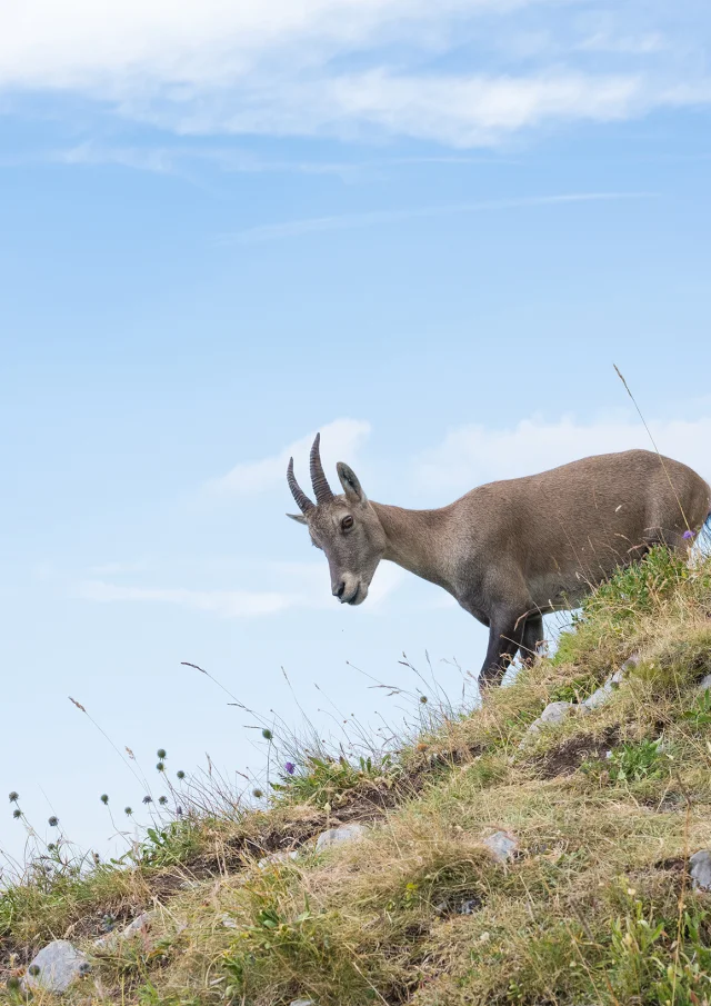 Nicolas Blandin www.nicolasblandin.com