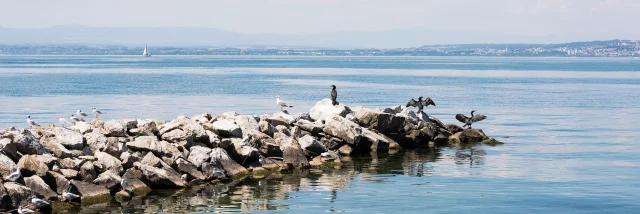 24._Cormorants_a_Maxilly-sur-Leman_Nicolas_Blandin.jpg