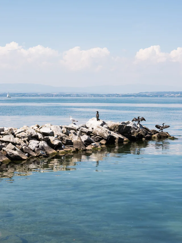 24._Cormorants_a_Maxilly-sur-Leman_Nicolas_Blandin.jpg