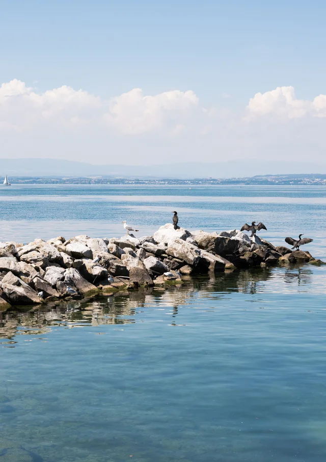24._Cormorants_a_Maxilly-sur-Leman_Nicolas_Blandin.jpg