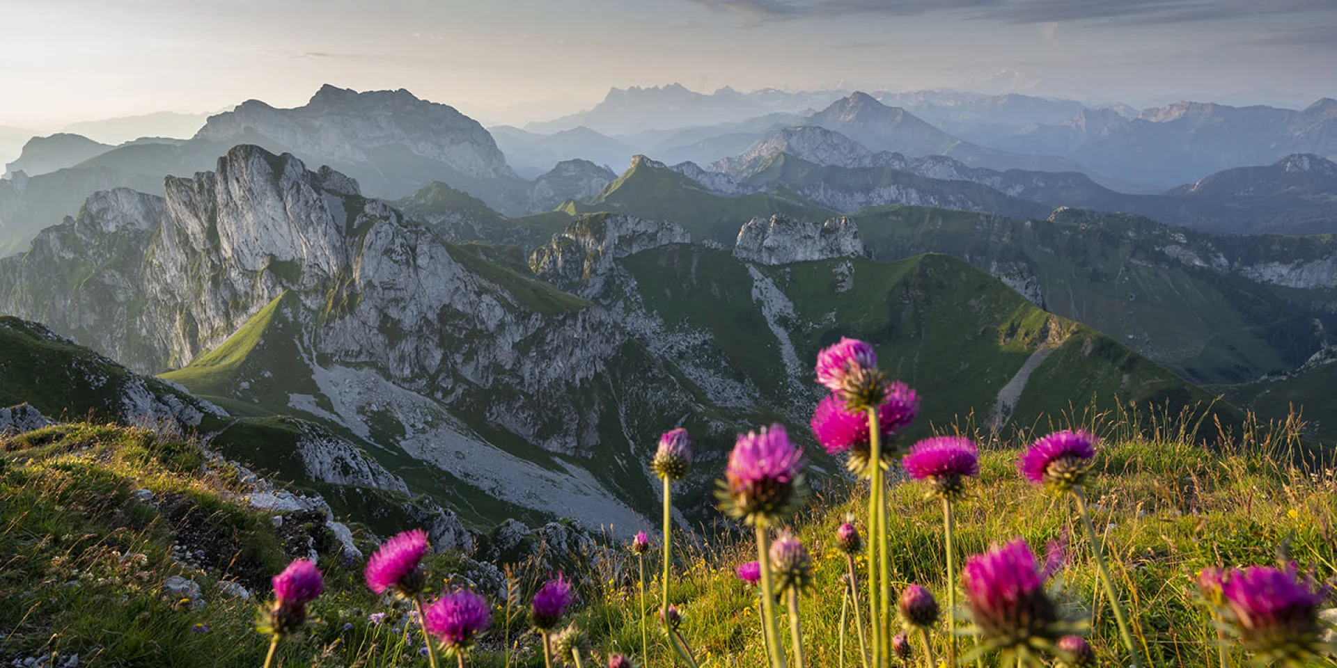 Dent D'Oche