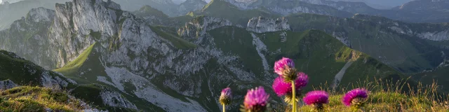 Dent D'Oche