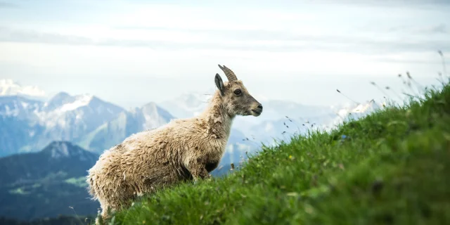 Bouquetin à la Dent d'Oche
