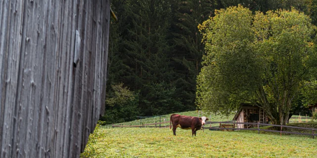 Vache Vers Dranse Abondance Herfst