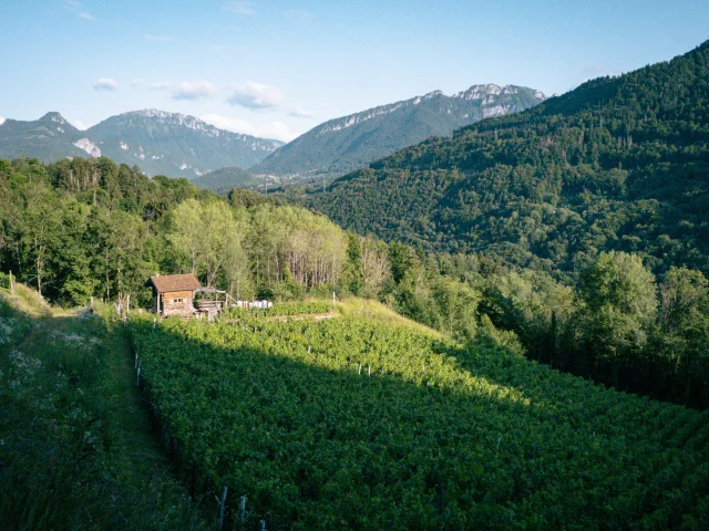Vignes de Féternes