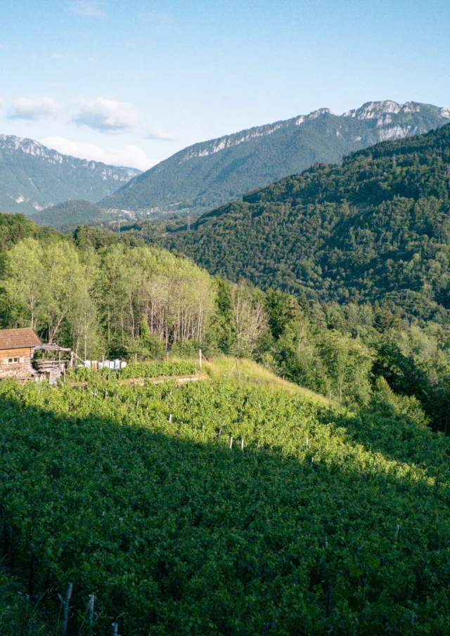 Vignes de Féternes