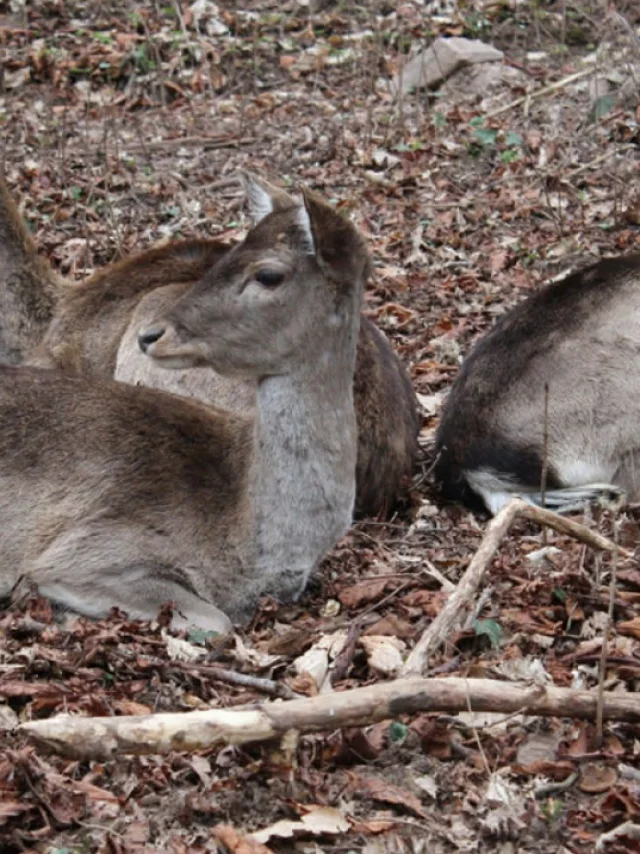 Parc A Daims La Chapelle Dabondance 2