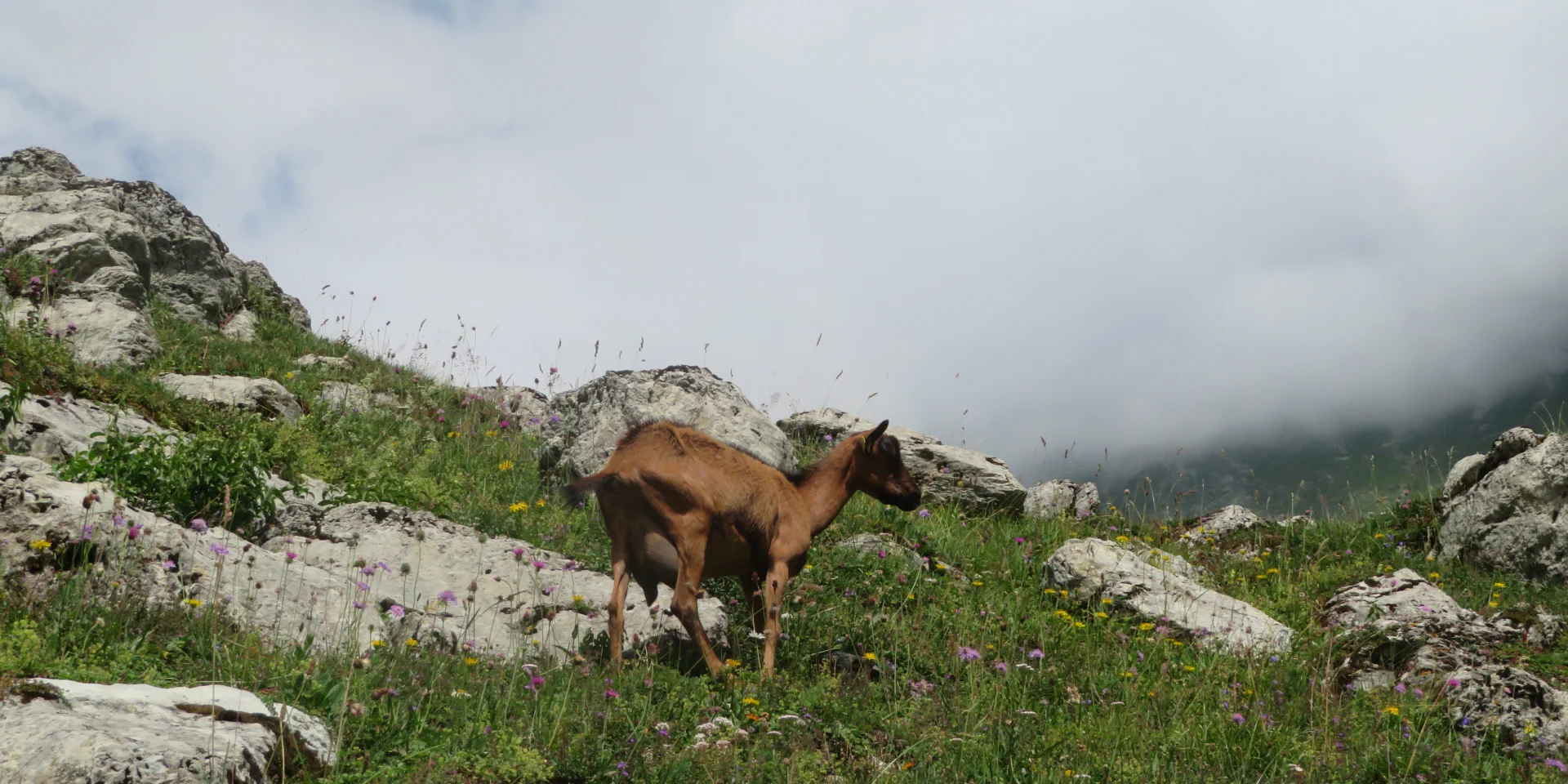 Alpage De Bise Vacheresse