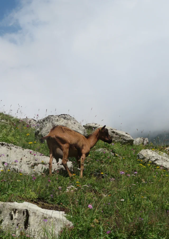 Alpage De Bise Vacheresse