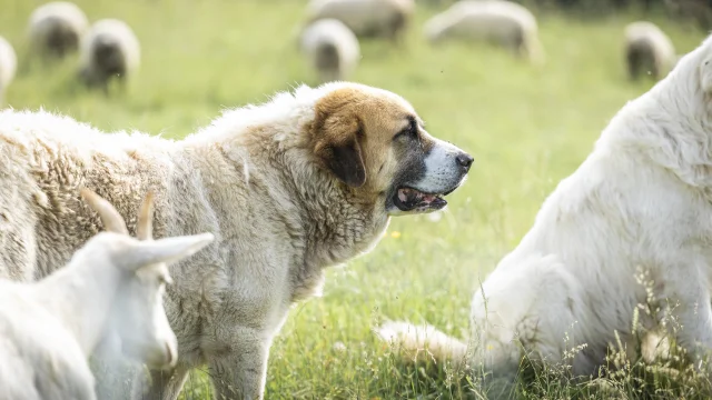 Patou Alpage De Lachat