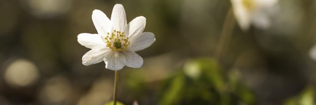 Flore Printemps Florianlegrand 10