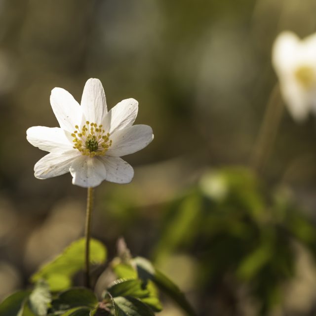 Flore Printemps Florianlegrand 10