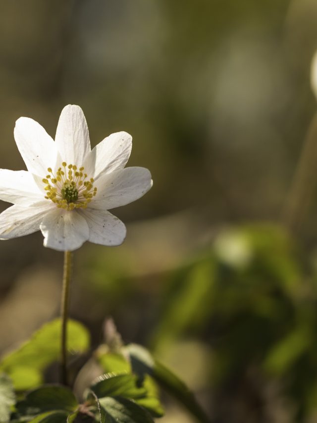 Flore Printemps Florianlegrand 10