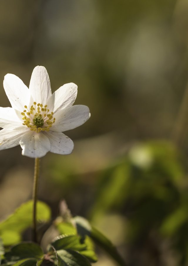 Flore Printemps Florianlegrand 10