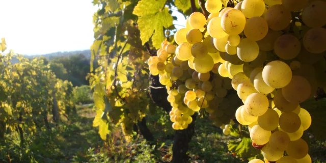 Domaine Delalex Delalex Eteseptembre 2010 025