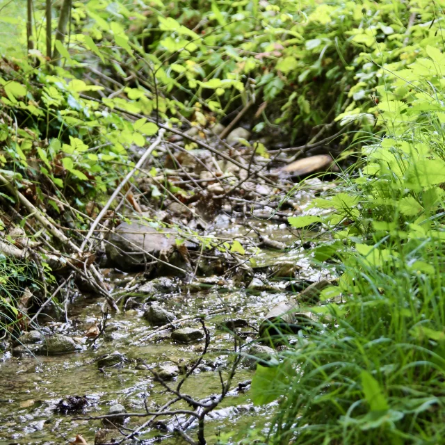 Parc Neuvecelle 062025 Mairieneuvecelle 3