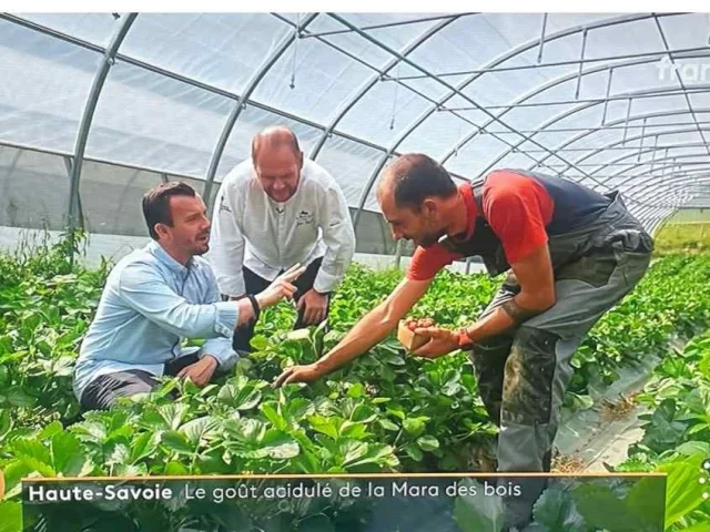 Telematin Bois Joli