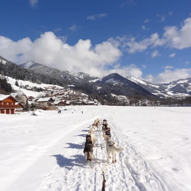 Chiens De Traineau Lachapelle Hiver 21 01 2020otpeva 1 1