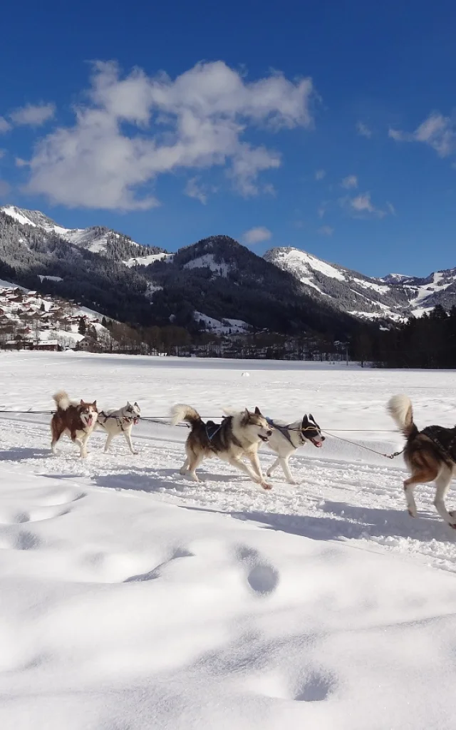 Chiens De Traineau Lachapelle Hiver 21 01 2020otpeva 14 1