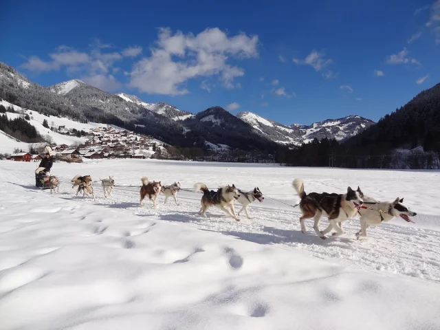 Chiens De Traineau Lachapelle Hiver 21 01 2020otpeva 14 1