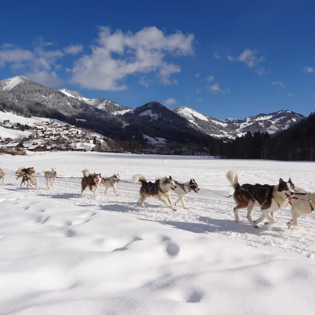 Chiens De Traineau Lachapelle Hiver 21 01 2020otpeva 14 1