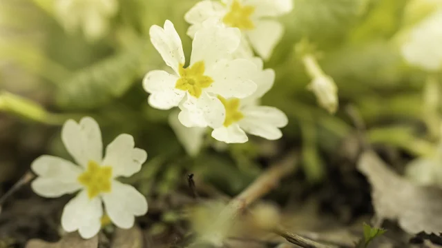 Flore Printemps Florianlegrand 5 1