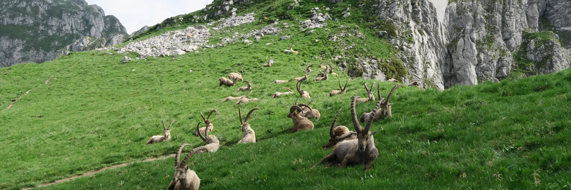 Bouquetins Bise Darbon Victor Demilly Telma Hronn 81