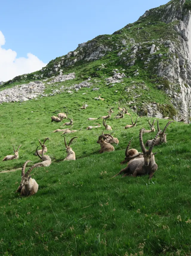 Bouquetins Bise Darbon Victor Demilly Telma Hronn 81