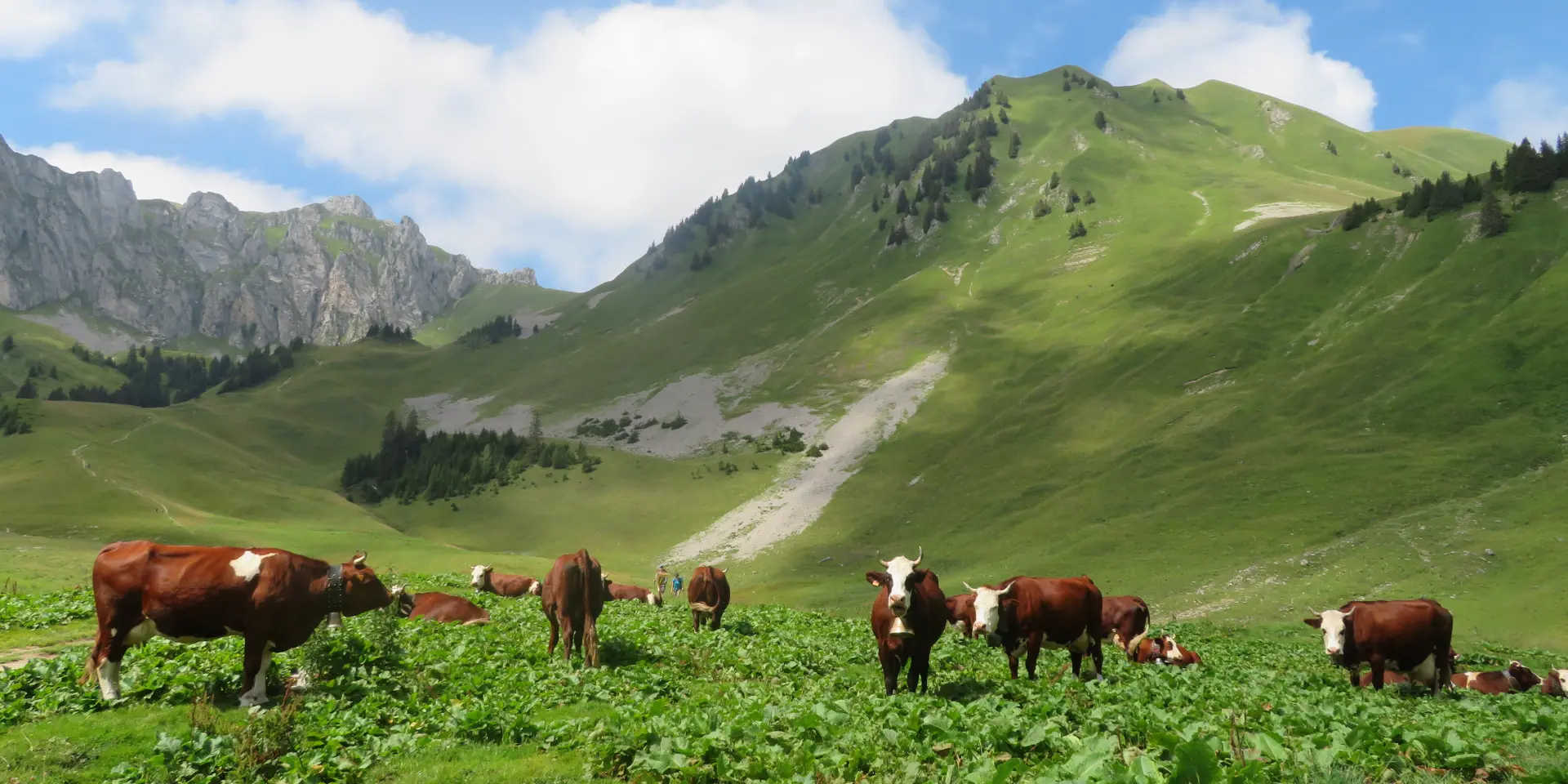 Alpage De Bise Vacheresse Aurelia Jacquat 230